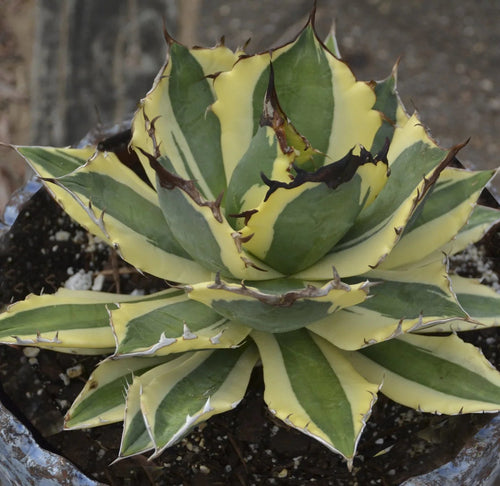 Variegated green and yellow Agave titanota Snaggle Tooth rosette