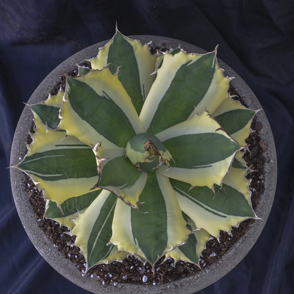 Top view of Agave titanota 'Snaggle Tooth' with dark green leaves, broad cream-yellow margins and prominent edge teeth.