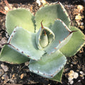 Artichoke Agave silver-blue rosette with burgundy spines in a 3.25" pot