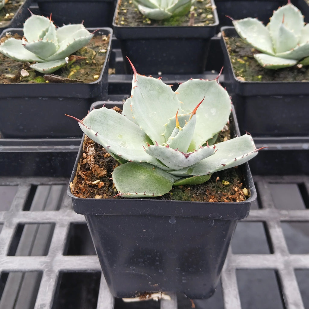 Artichoke Agave with broad silver-blue leaves, toothed edges and reddish terminal spines in a square black nursery pot.