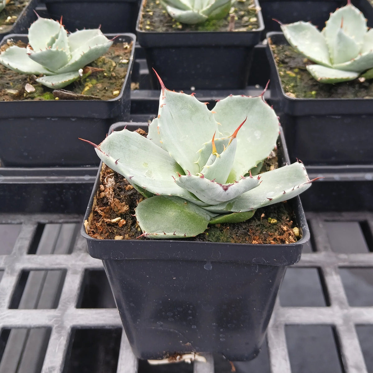 Artichoke Agave with broad silver-blue leaves, toothed edges and reddish terminal spines in a square black nursery pot.