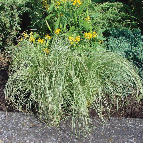 Carex comans Amazon Mist ornamental sedge with fine silvery-green arching foliage