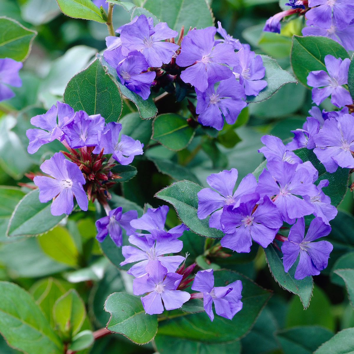 Ceratostigma plumbaginoides with deep blue flowers and green foliage