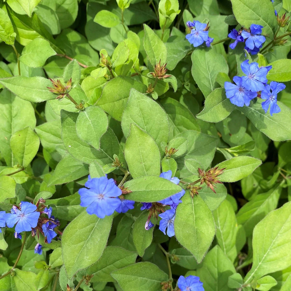 Plumbago (Ceratostigma plumbaginoides) with vivid blue five-petaled flowers among dense green oval leaves.