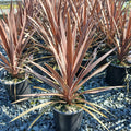 Cordyline australis Red Star burgundy strap-leaf plant in gallon pot