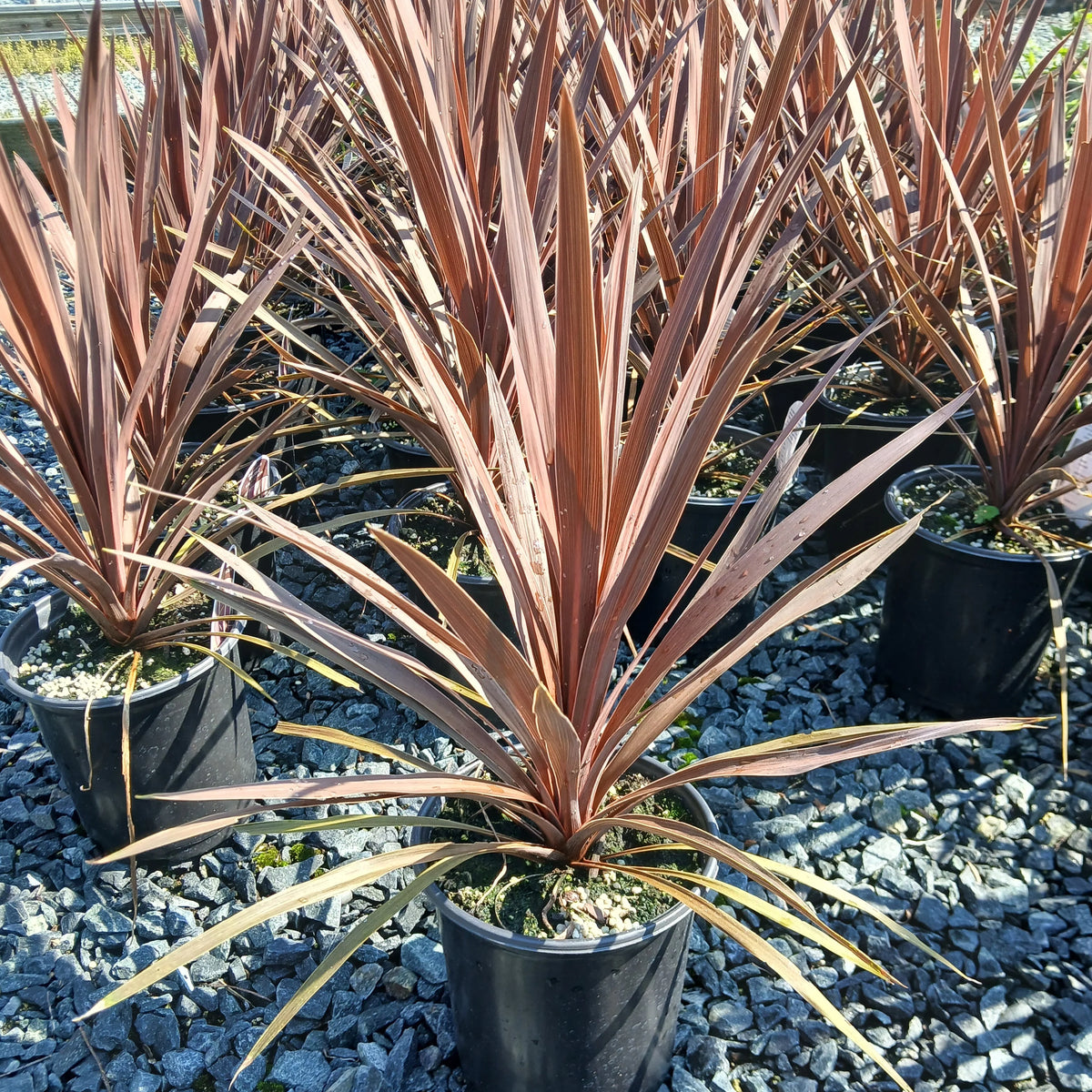 Cordyline australis Red Star burgundy strap-leaf plant in gallon pot