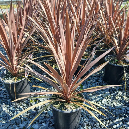 Cordyline australis Red Star burgundy strap-leaf plant in gallon pot
