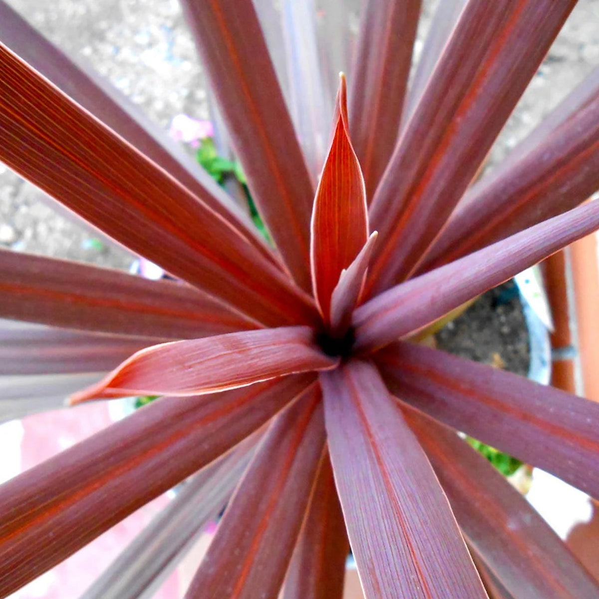 Close-up of Cordyline australis 'Red Star' showing long burgundy-red leaves radiating from the center.