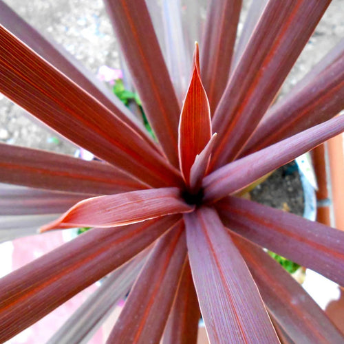 Close-up of Cordyline australis 'Red Star' showing long burgundy-red leaves radiating from the center.