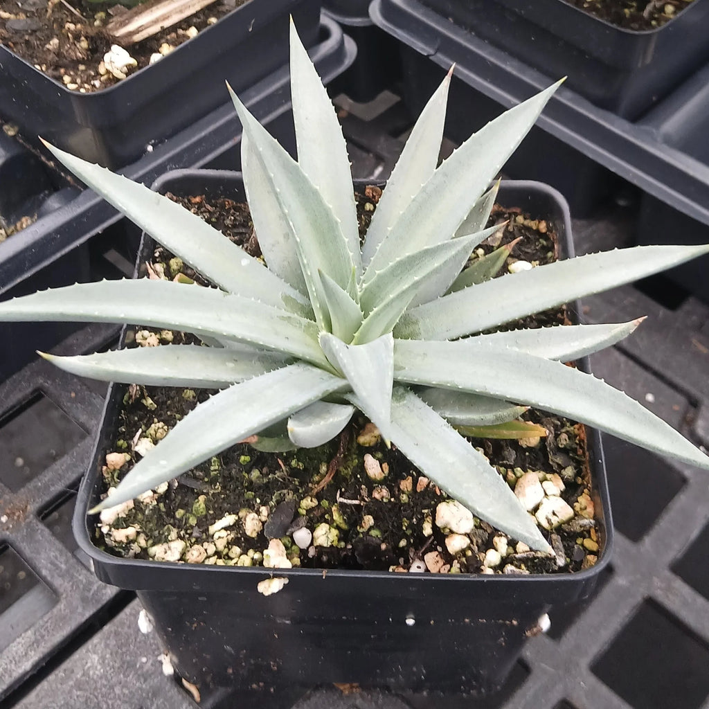 Frosted Elegance Mangave blue succulent rosette in trade quart pot