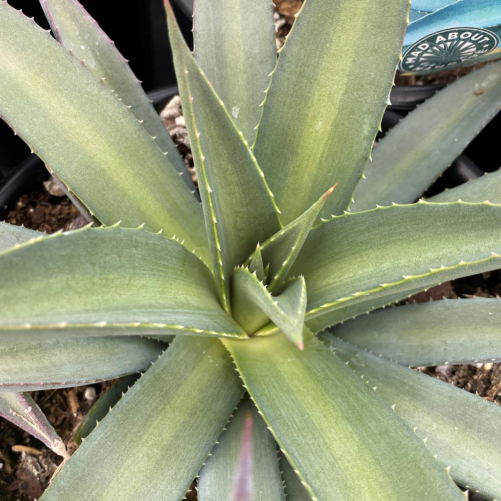 Close-up of Mangave 'Frosted Elegance' showing gray-green leaves with lighter central bands and finely toothed edges.