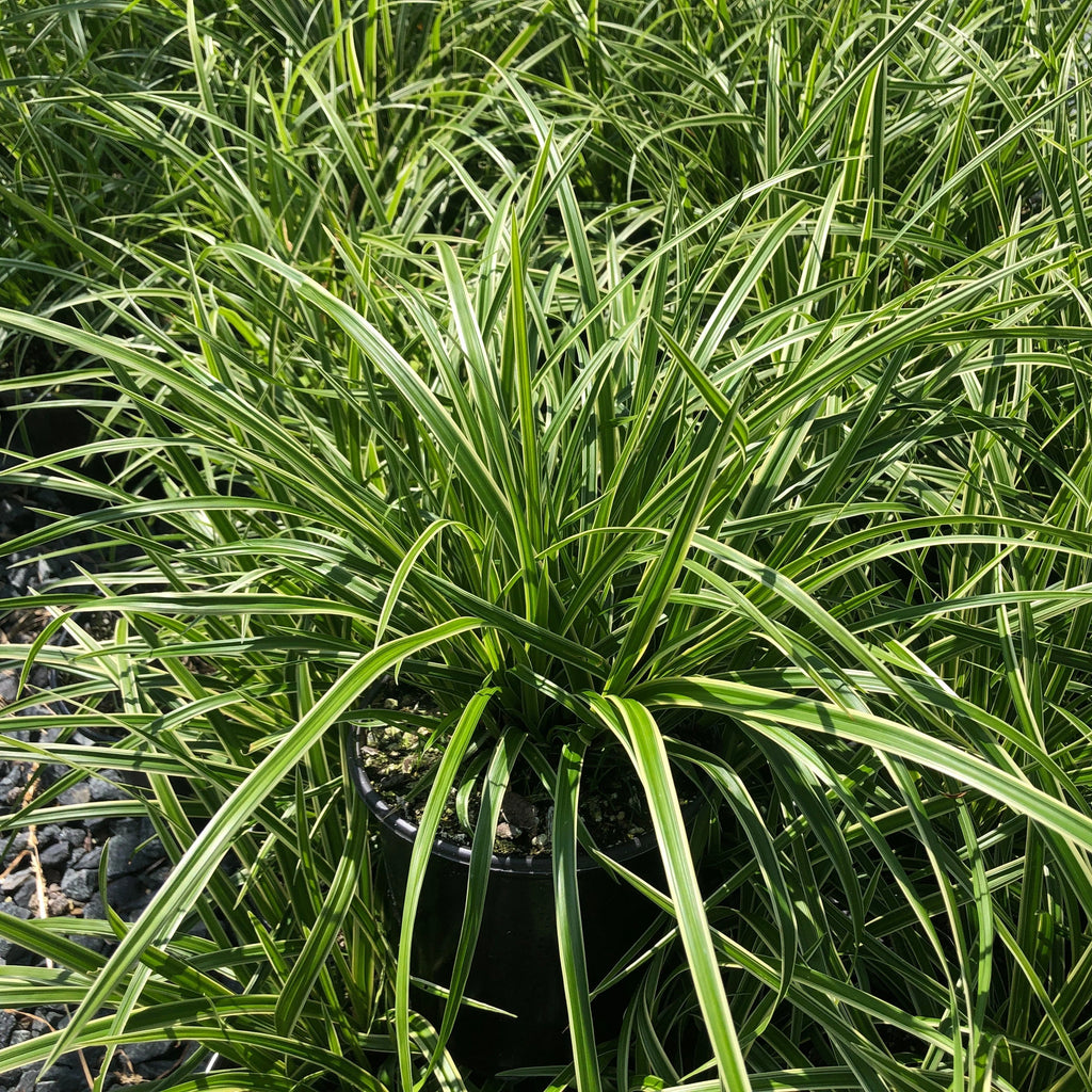 Carex morrowii Ice Dance Japanese sedge with green and white variegated foliage in trade gallon pot