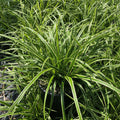 Carex morrowii Ice Dance Japanese sedge with green and white variegated foliage in trade gallon pot