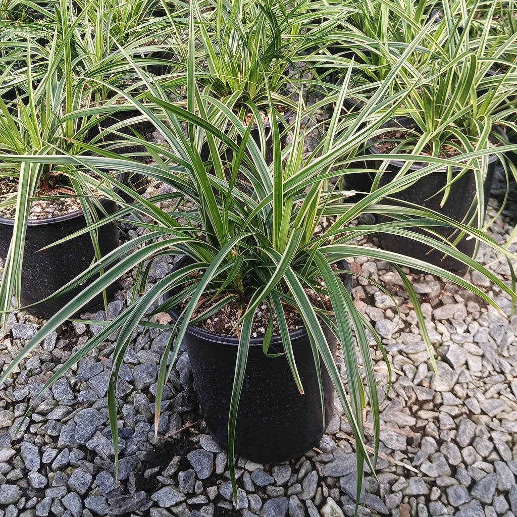 Japanese Sedge 'Ice Dance' with arching green, cream-edged leaves in a black nursery pot on gravel.