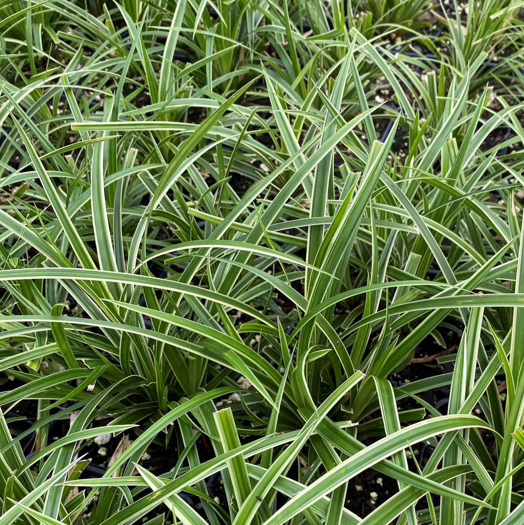 Close-up of Japanese Sedge 'Ice Dance' foliage showing narrow green leaves with cream-colored edges.