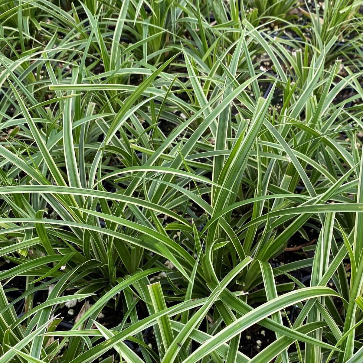 Close-up of Japanese Sedge 'Ice Dance' foliage showing narrow green leaves with cream-colored edges.