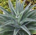 Mangave Iron Man blue-green rosette with red-tipped spiny leaves
