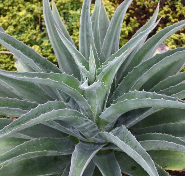 Mangave Iron Man blue-green rosette with red-tipped spiny leaves