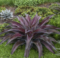 Mangave Mission to Mars red and green succulent rosette