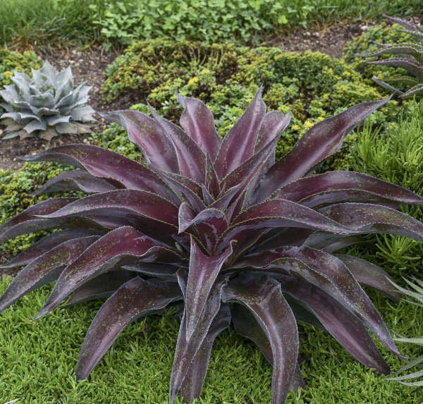 Mangave Mission to Mars red and green succulent rosette