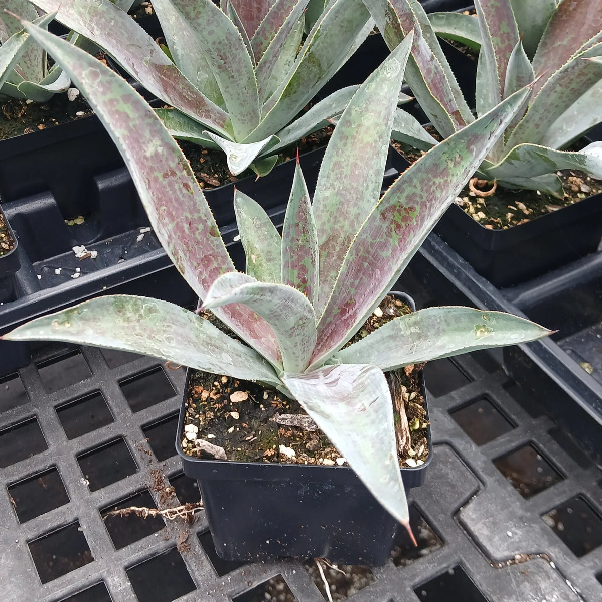 Mangave 'Mission to Mars' with arching gray-green leaves mottled burgundy in a square black nursery pot.
