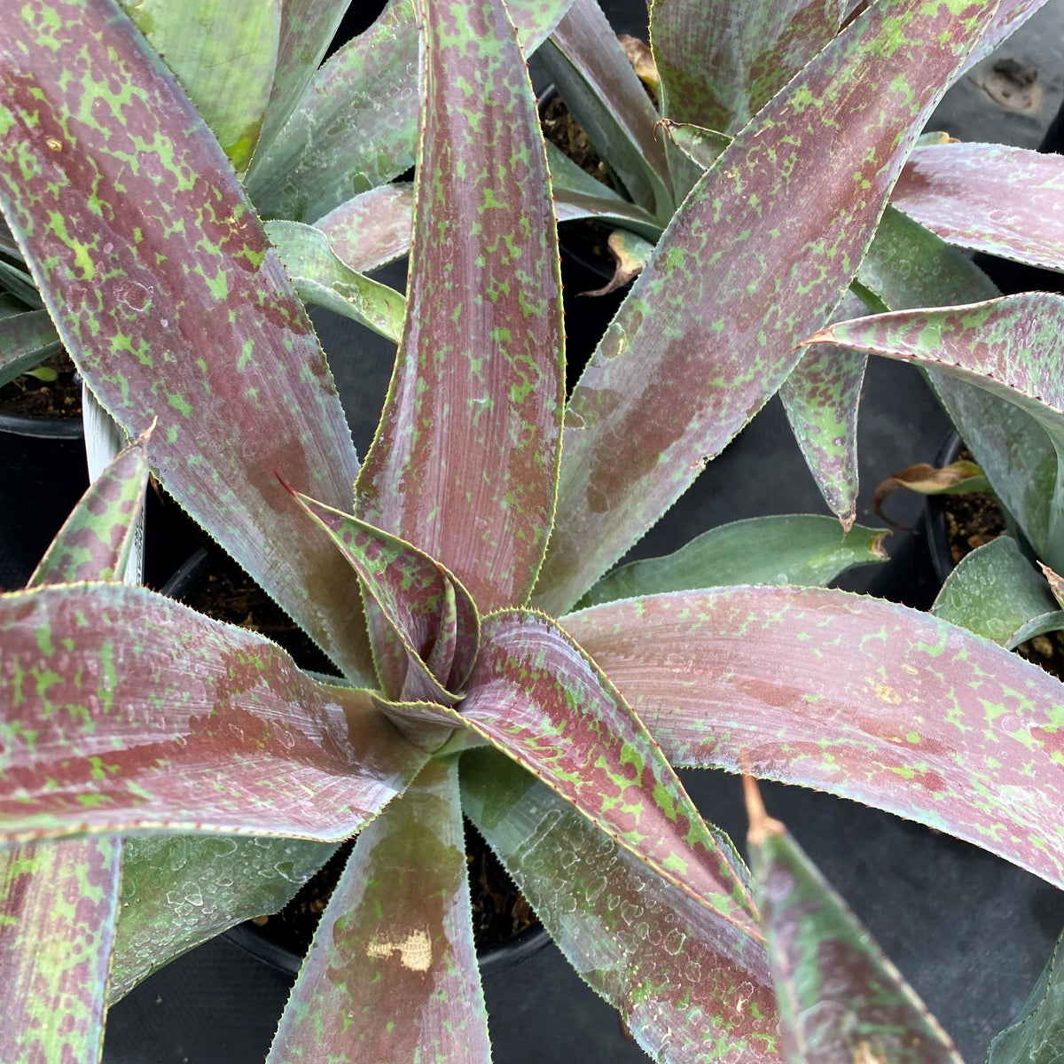 Close-up of Mangave 'Mission to Mars' showing burgundy-and-green mottled leaves with finely toothed edges.