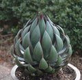 Mangave Praying Hands blue-green succulent in trade quart pot