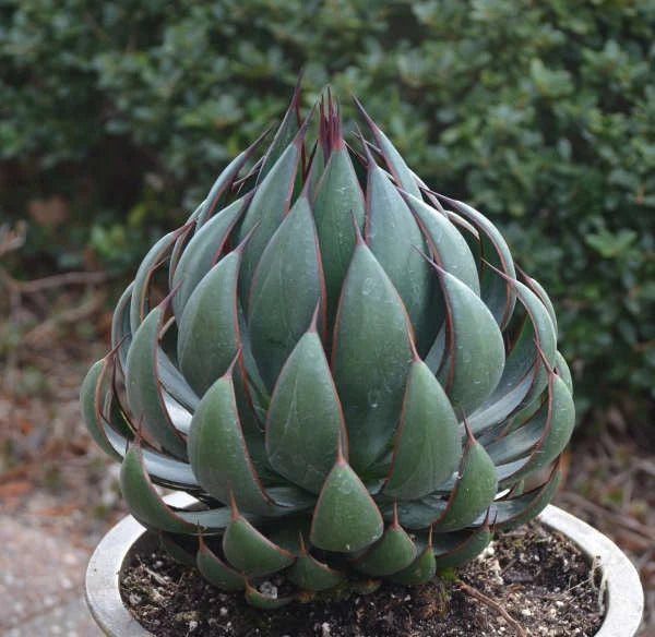 Mangave Praying Hands blue-green succulent in trade quart pot