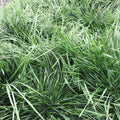 Deschampsia cespitosa Goldtau tufted hair grass with fine green blades