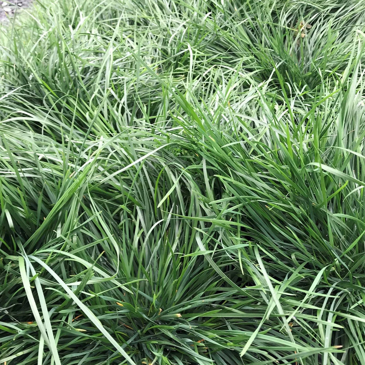 Deschampsia cespitosa Goldtau tufted hair grass with fine green blades