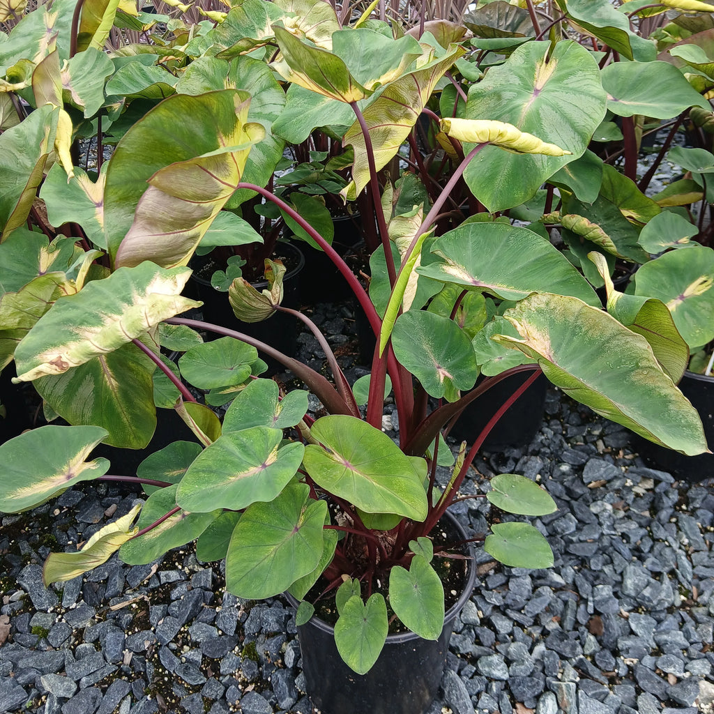 Colocasia esculenta Royal Hawaiian Waikiki elephant ear with burgundy stems and variegated green leaves