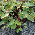 Colocasia esculenta Royal Hawaiian Waikiki elephant ear with burgundy stems and variegated green leaves