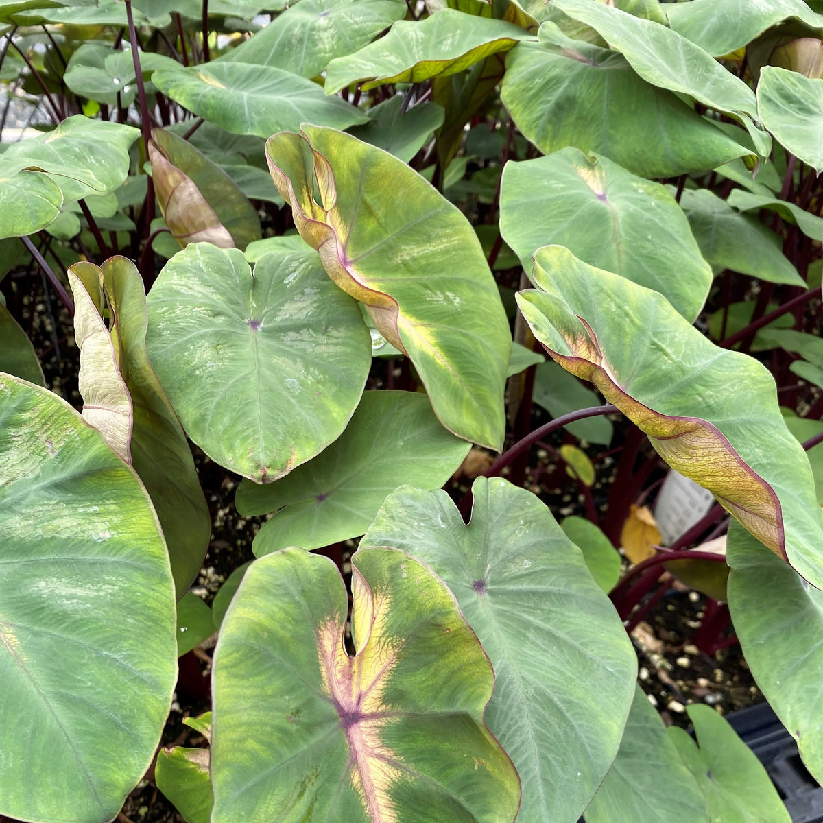 Royal Hawaiian 'Waikiki' Colocasia with broad green leaves, pale mottling, curled edges and dark burgundy stems.