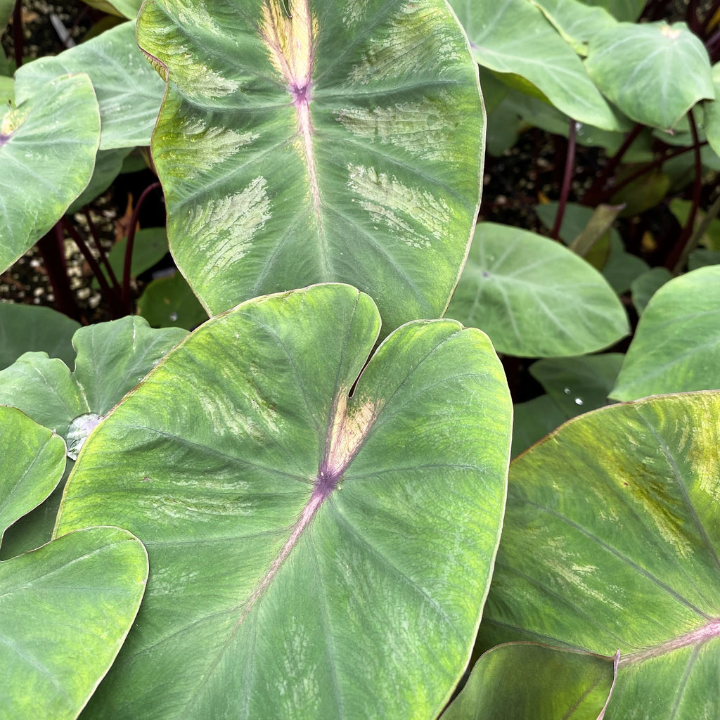 Close-up of Royal Hawaiian 'Waikiki' Colocasia leaves with pale cream markings and pink-purple central veins.