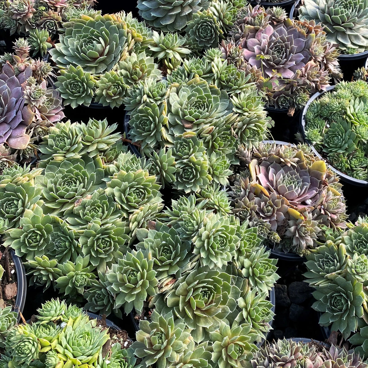 Sempervivum Hens and Chicks rosette succulents in green and purple tones