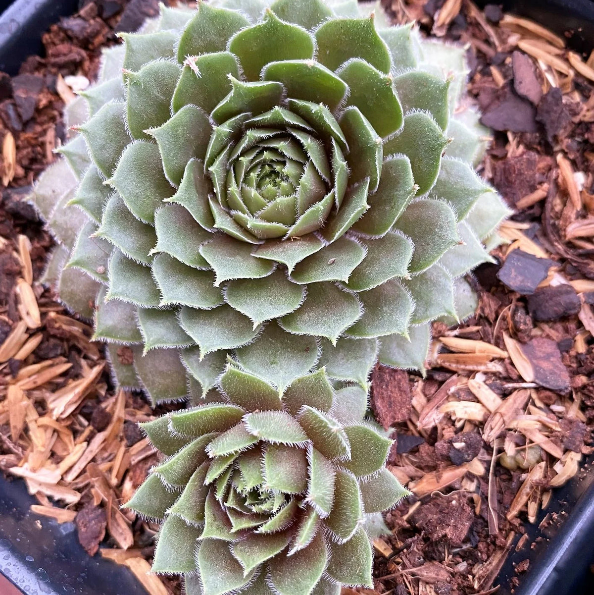 Top view of Sempervivum with a large green rosette and a smaller offset, showing fine white hairs along the leaf edges.