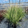 Chlorophytum saundersiae Starlight variegated grass with white flowers in trade gallon pot
