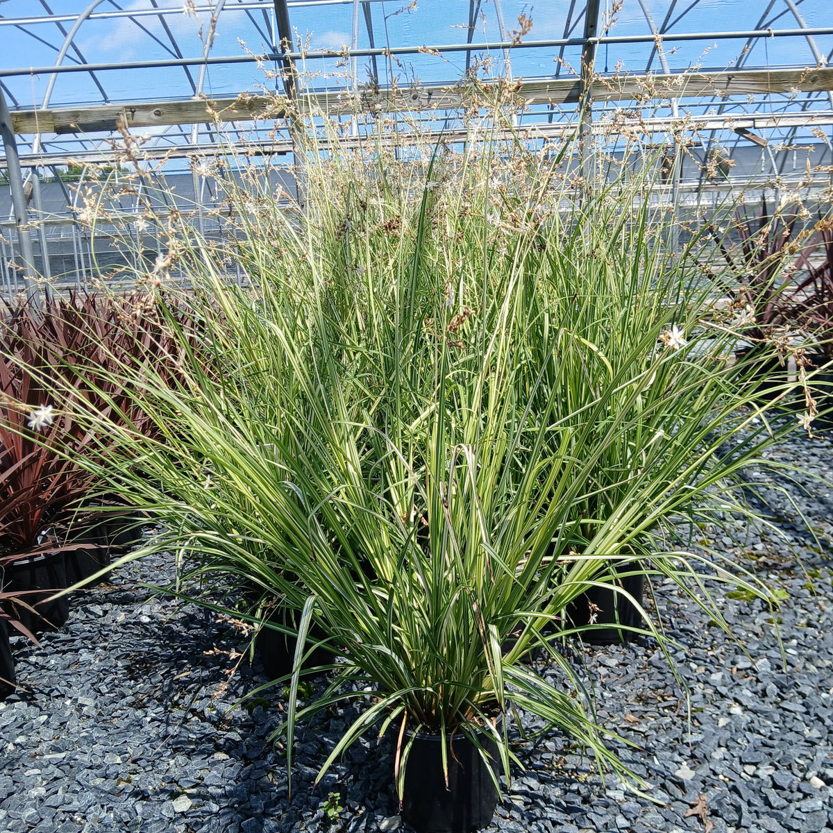 Chlorophytum saundersiae Starlight variegated grass with white flowers in trade gallon pot