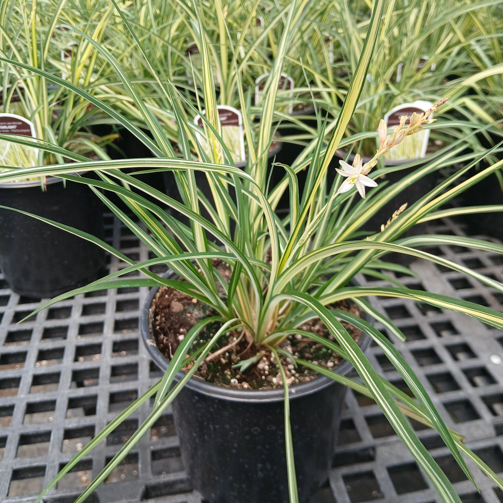 Shooting Star Grass 'Starlight' with cream-striped green leaves and a white star-shaped flower in a black nursery pot.
