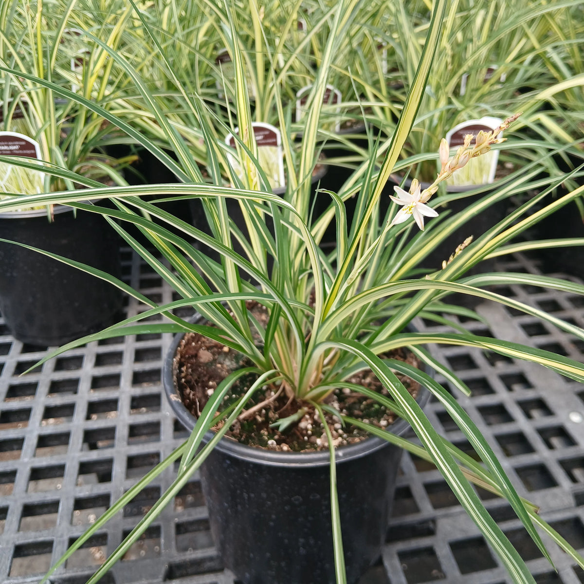 Shooting Star Grass 'Starlight' with cream-striped green leaves and a white star-shaped flower in a black nursery pot.