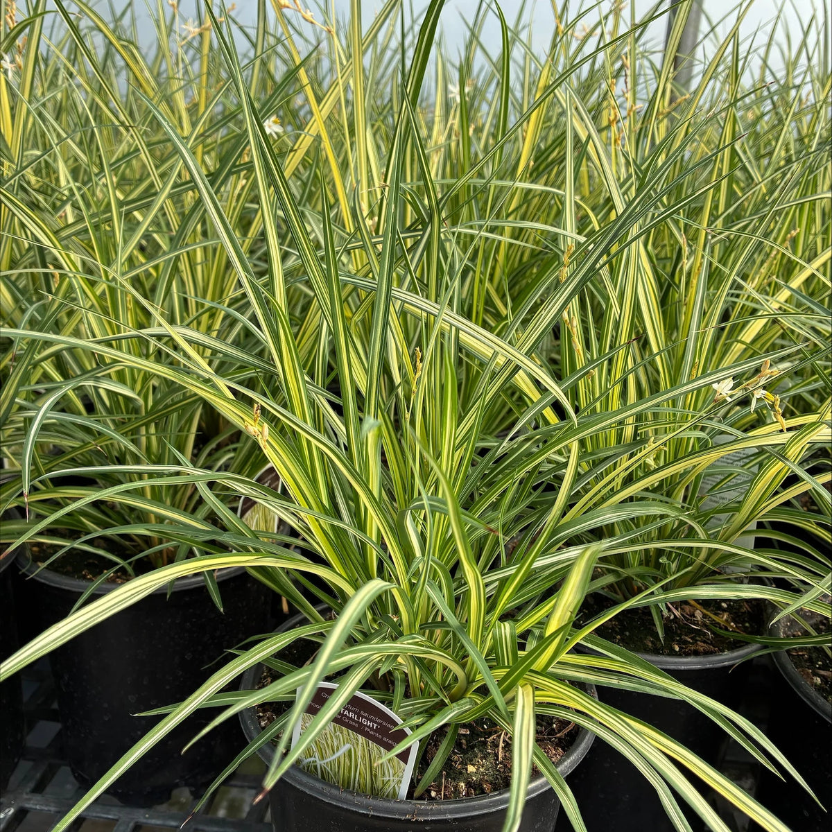 Shooting Star Grass 'Starlight' with dense, arching green-and-cream striped foliage among nursery pots.