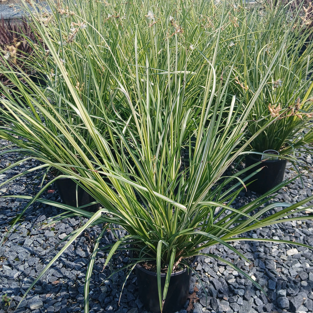 Shooting Star Grass 'Starlight' with upright striped foliage and slender flower stalks in a black pot on gravel.