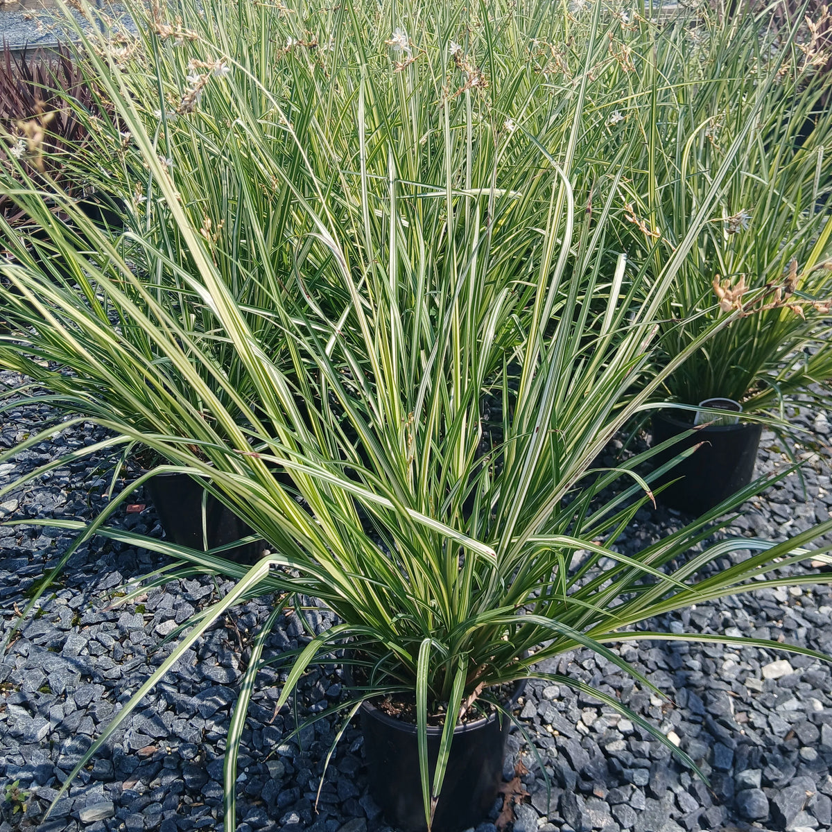 Shooting Star Grass 'Starlight' with upright striped foliage and slender flower stalks in a black pot on gravel.