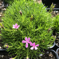 Silene acaulis Moss Campion with pink flowers and green foliage