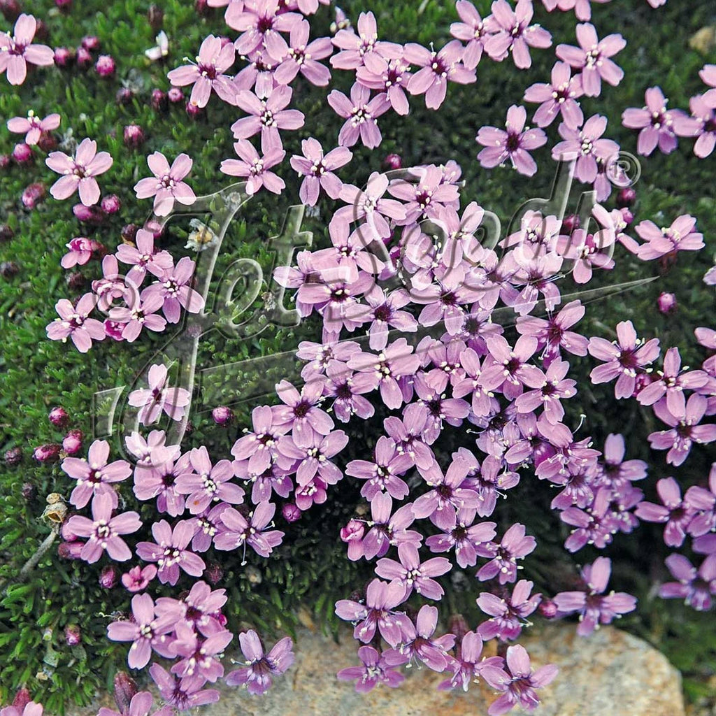 Moss Campion with numerous pink five-petaled flowers above a dense mat of small green leaves.