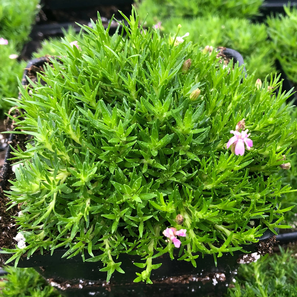 Moss Campion in a black nursery pot with dense bright green foliage, flower buds and a few small pink blooms.