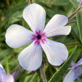 Lavender woodland phlox bloom with maroon eye