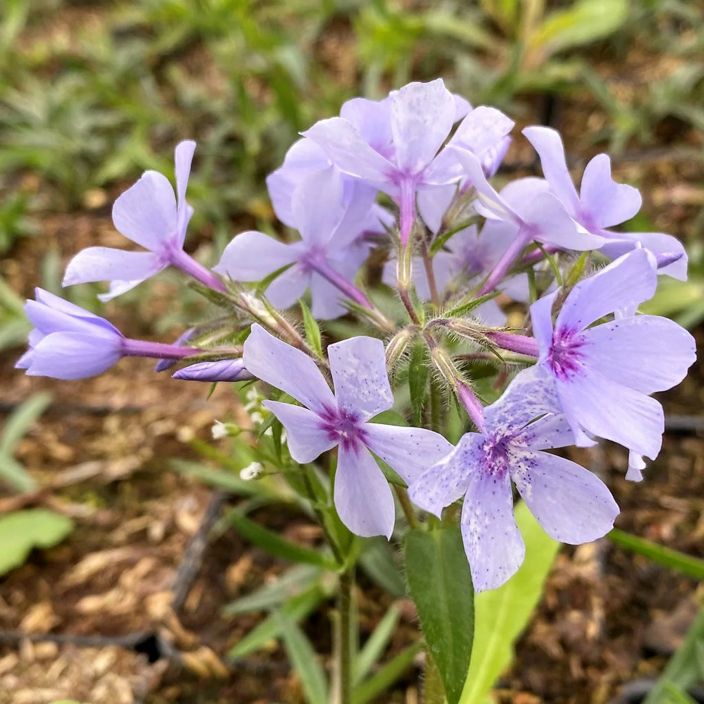 Close-up of Woodland Phlox 'Chattahoochee' with pale lavender flowers, deep purple centers and green foliage.