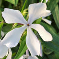 Pale violet Phlox divaricata May Breeze flowers with green foliage