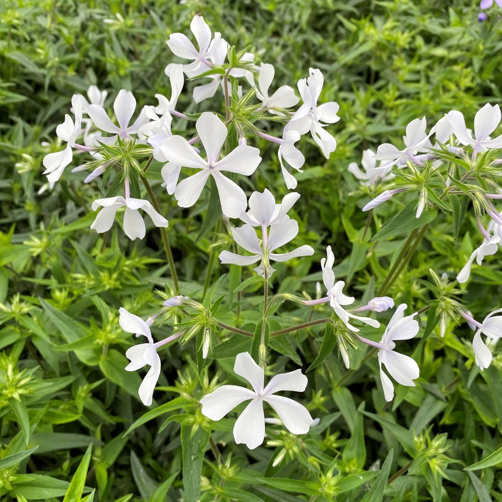 Woodland Phlox 'May Breeze' with clusters of pale, nearly white five-petaled flowers above narrow green leaves.